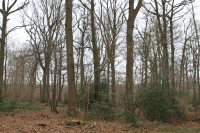 bois mort sur pied : chandelle bois mort sur pied : chandelle