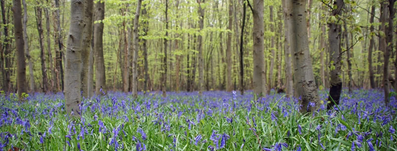 hêtraie-chênaie à jacinthe