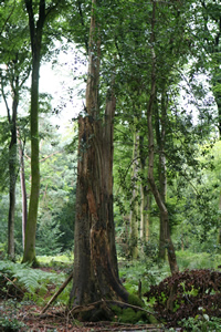 bois mort sur pied : chandelle